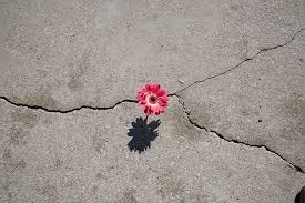 picture of a flower growing out of a crack in cement referencing the big attunement living in harmony with the earth