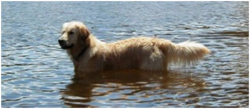 Nancy's dog, Wilson, standing in water referencing animal woo woo