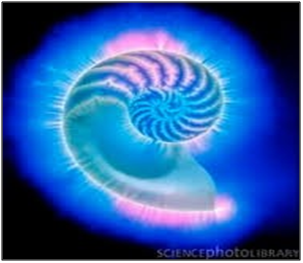 light in a shell shape referencing energy healing