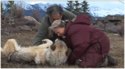 a couple with a wild wolf doing energy healing